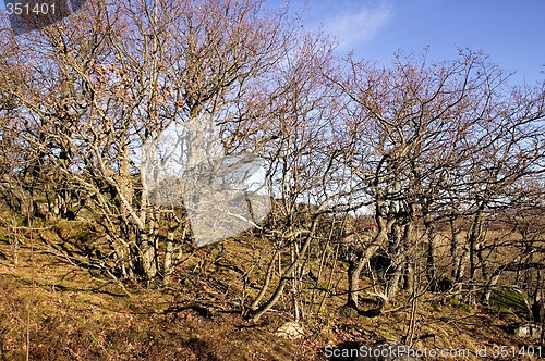 Image of Gnarled Trees