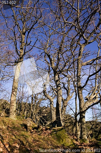 Image of Gnarled Trees