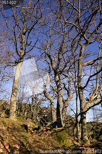 Image of Gnarled Trees