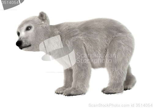 Image of Polar Bear Cub