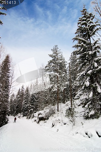 Image of Cross Country Skiing