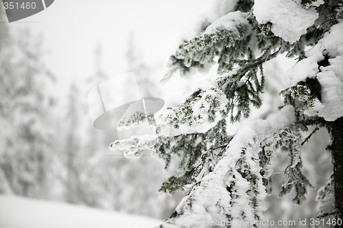 Image of Tree Landscape