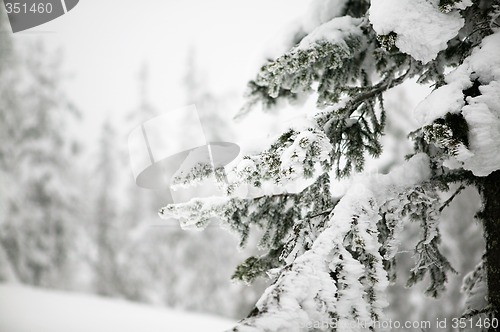 Image of Tree Landscape