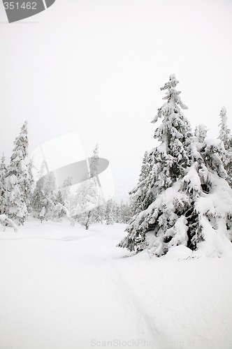 Image of Winter Landscape