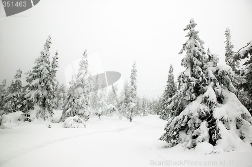 Image of Winter Landscape