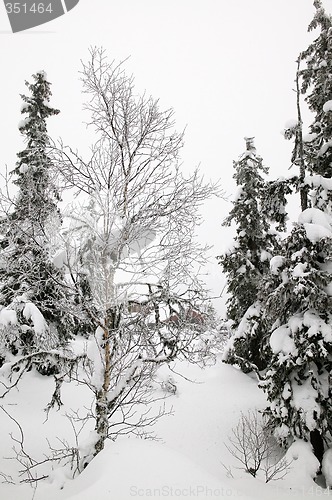 Image of Winter Wonderland