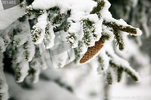 Image of Pine Cone Detail