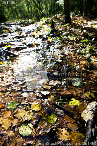 Image of Wet Leaves Reflection