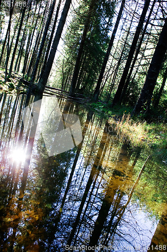 Image of Forest Reflection