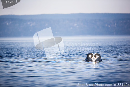 Image of Swan Love