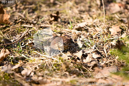 Image of Bullfrog in Forest