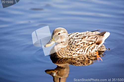 Image of Female Mallard Duck