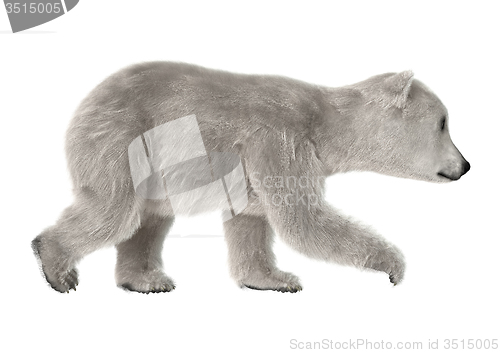 Image of Polar Bear Cub