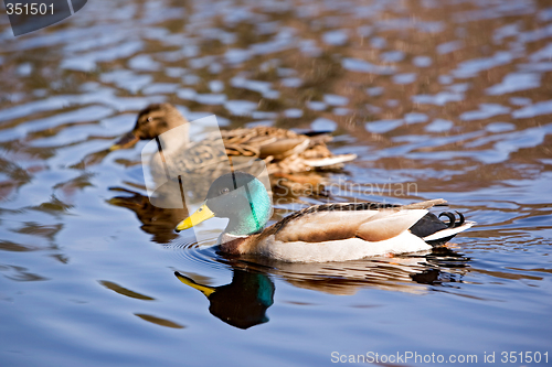 Image of Male and Female Mallard Duck