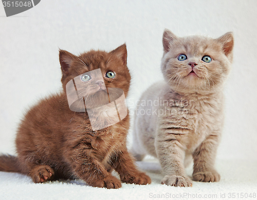 Image of british kittens