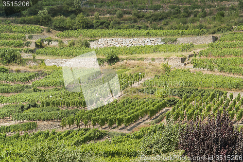 Image of vineyards around Kaysersberg