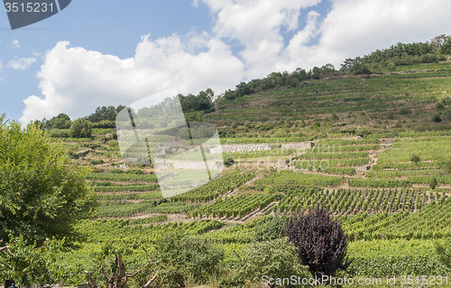 Image of vineyards around Kaysersberg