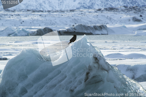 Image of Raven sits on an ice block at Jokulsarlon, Iceland