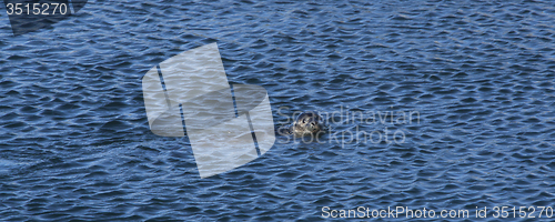 Image of Seal in the Ocean