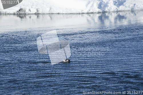 Image of Seal swims at glacier lagoon Jokulsarlon, Iceland