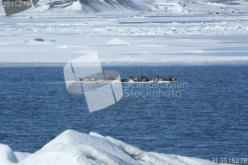 Image of Seals swimming on an ice floe