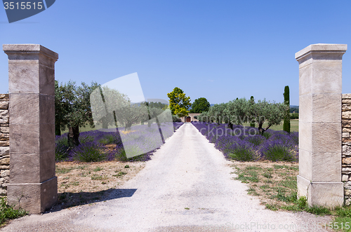 Image of Lavander garden