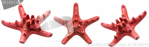 Image of Red starfish isolated on white background