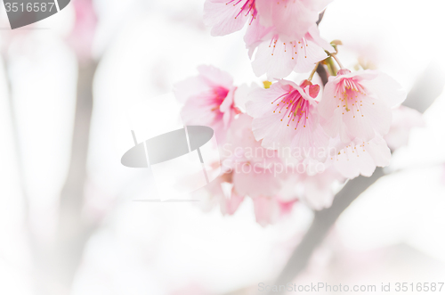 Image of Sakura ( Cherry Blossom)