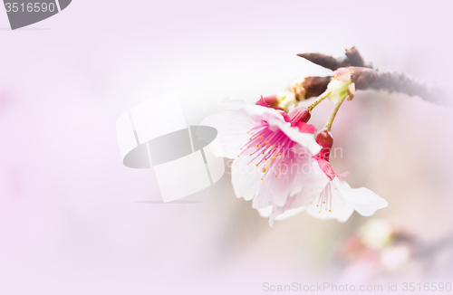 Image of Sakura ( Cherry Blossom)