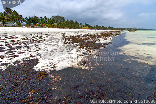 Image of seaweed beach   in zanzibar   indian house