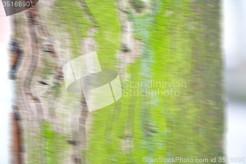 Image of in england london old bark and abstract wood texture