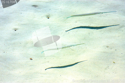 Image of   fish   isla contoy         in mexico      foam  the   sunny  