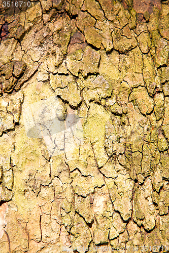 Image of in   london old bark and abstract wood texture