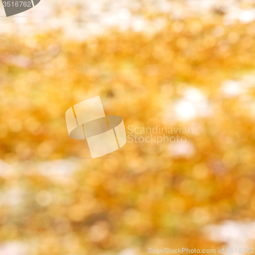 Image of in england london old bark and abstract    wood texture