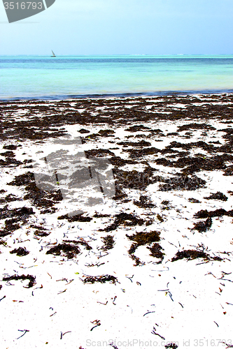 Image of zanzibar beach  seaweed   indian ocean sailing