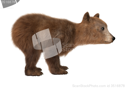 Image of Brown Bear Cub
