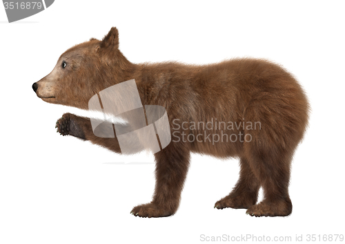 Image of Brown Bear Cub