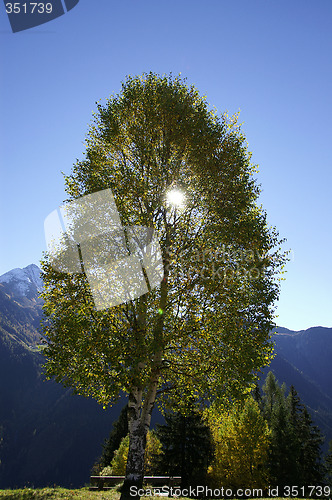 Image of Birchtreesun