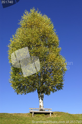 Image of Birchtree