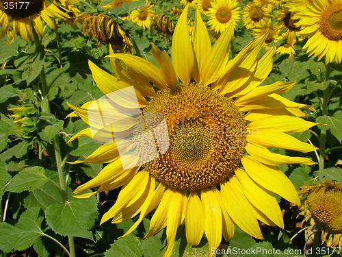 Image of Sunflowers