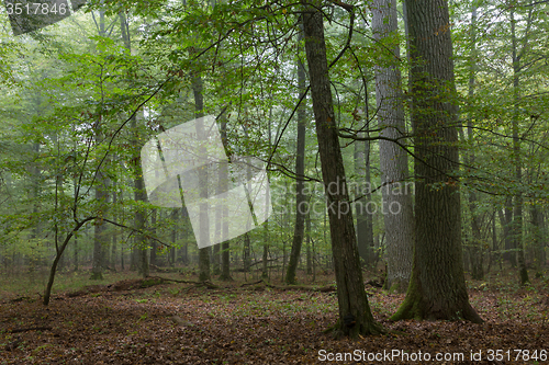 Image of Monumental oak trees of Bialowieza Forest