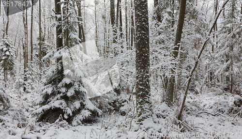 Image of Winter landscape of natural forest with dead spruce trees