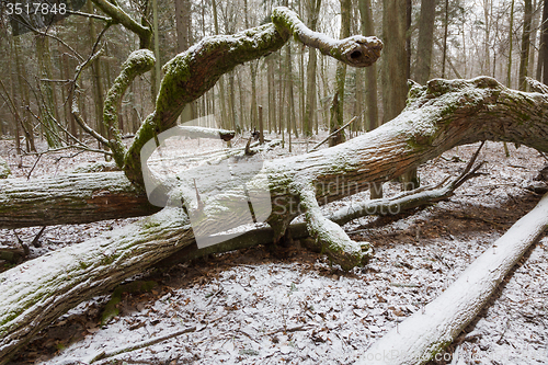 Image of Part of old broken oak tree lying in winter