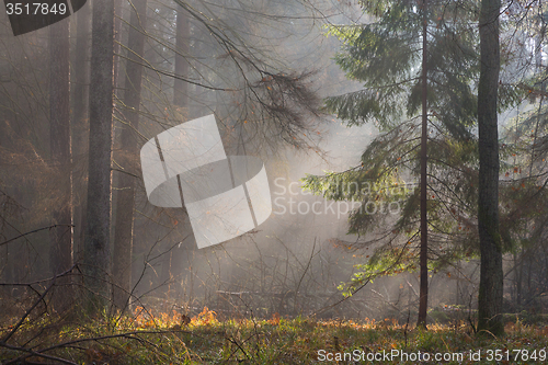 Image of Autumnal misty morning in the forest