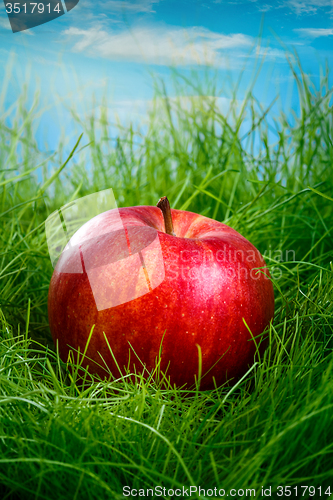 Image of Apple on the grass