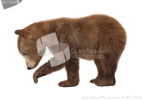 Image of Brown Bear Cub