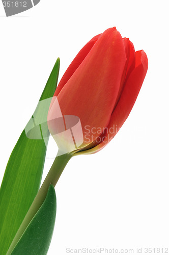 Image of Nice, red, closeup tulip isolated background