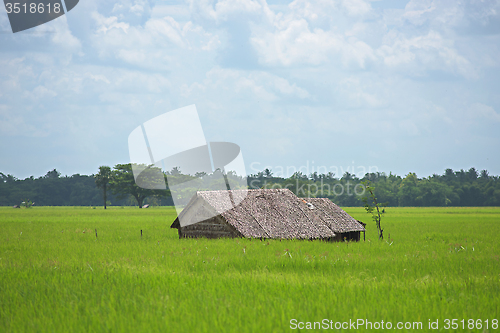 Image of Farm house among rice fields in Myanmar