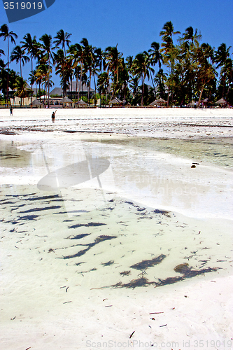 Image of seaweed beach   in zanzibar  house  sky  and sailing