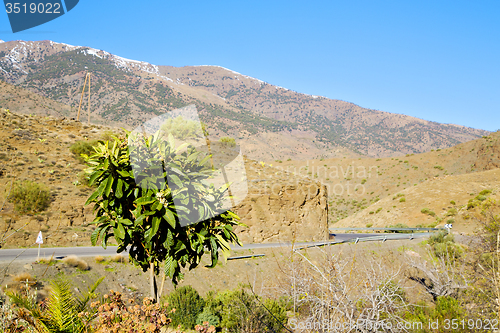 Image of in ground africa morocco plant tree snow mountain